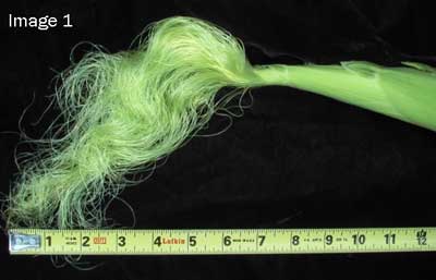 NOTES ON CORN DEVELOPMENT